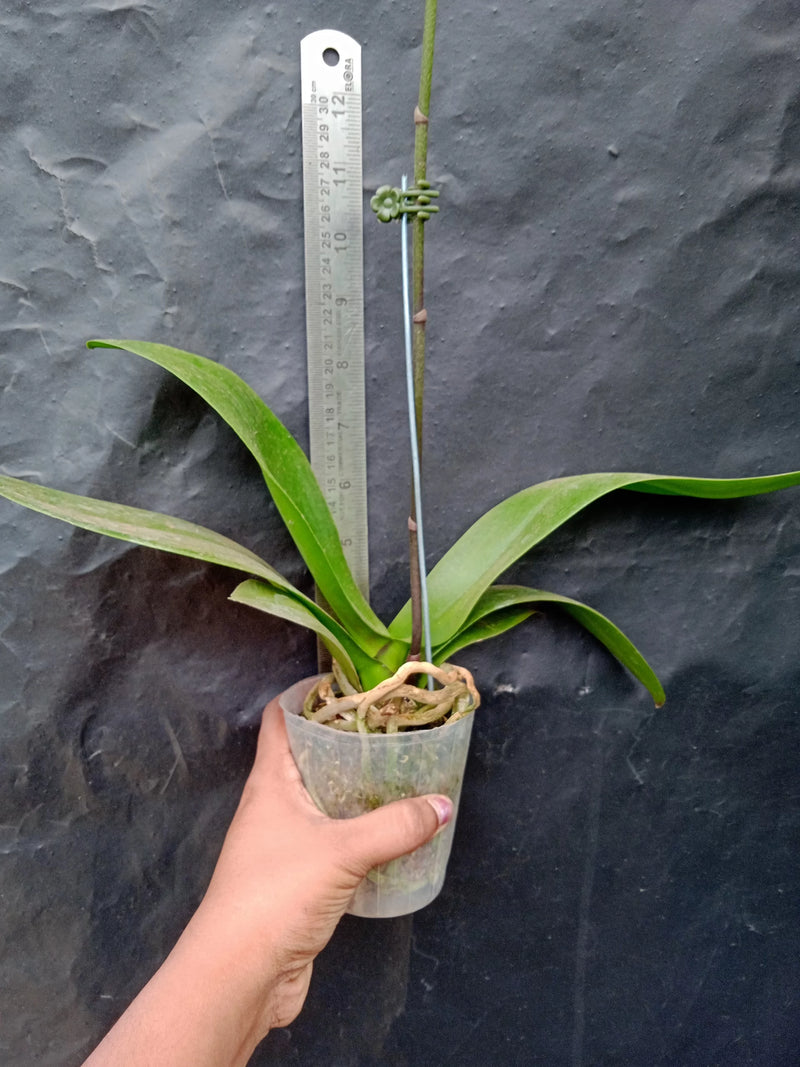 Phalaenopsis Taida Bumblebee - Blooming Size