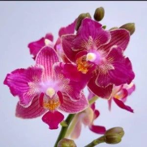 Phalaenopsis Tying Shin Smart Peloric - Blooming Size