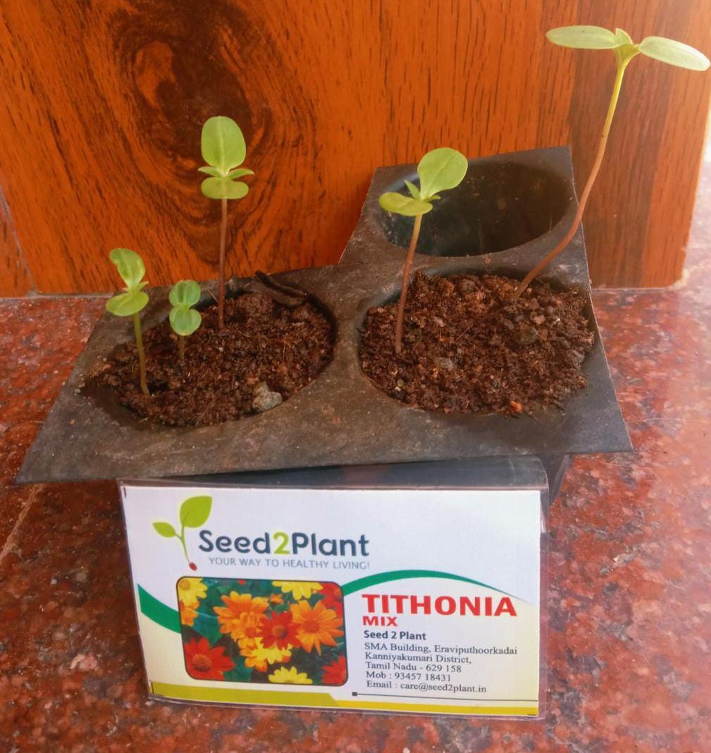 Tithonia Mix Seeds