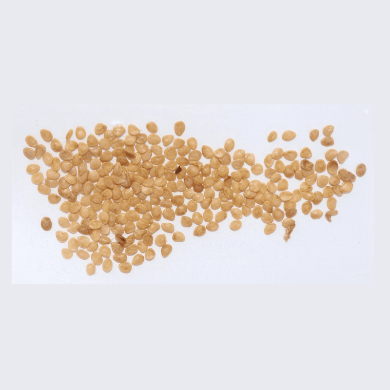 Organic Turkey Berry/Sundakkai Seeds - Open Pollinated