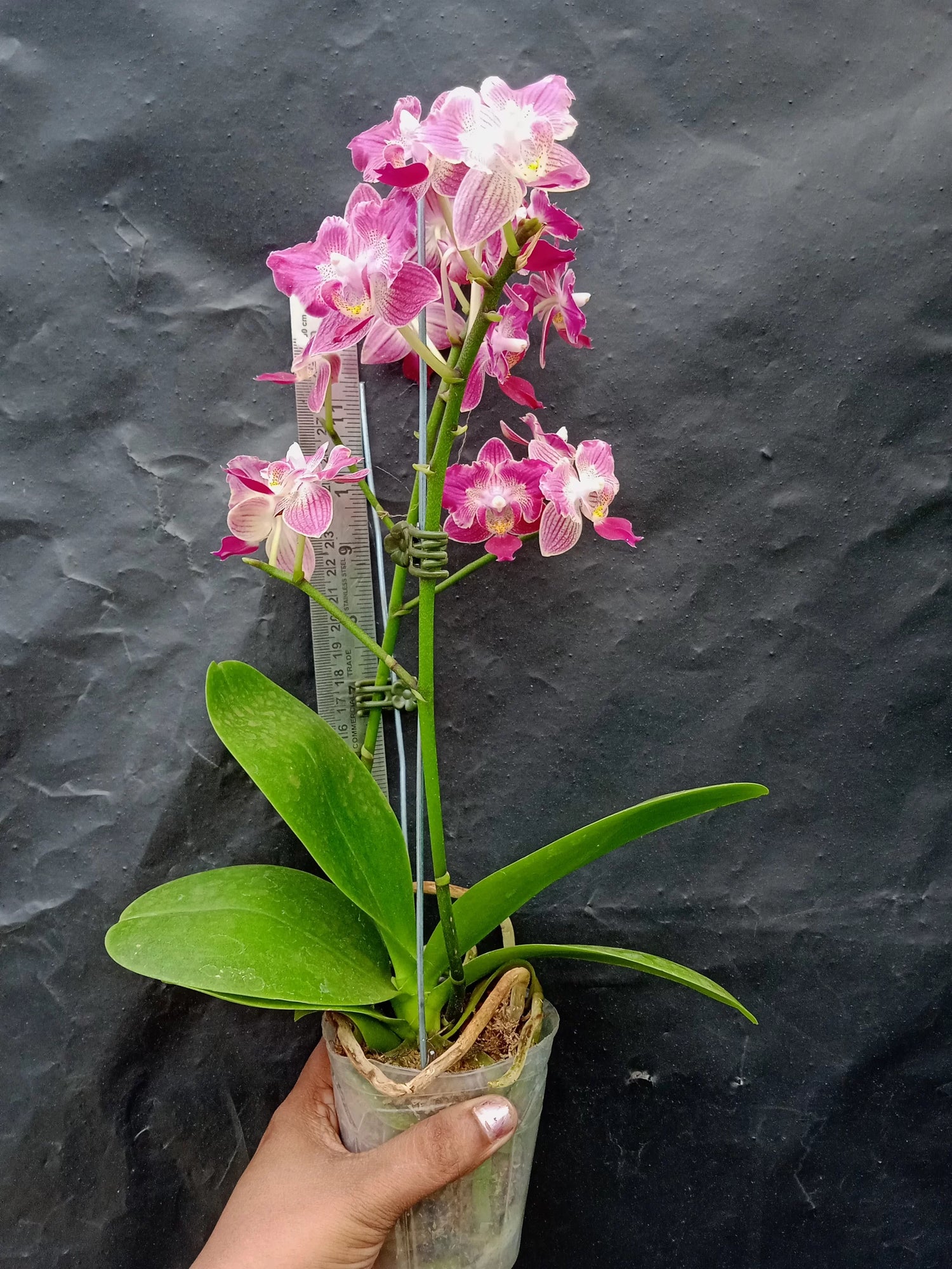 Phalaenopsis Tying Shin Smart Peloric - Blooming Size
