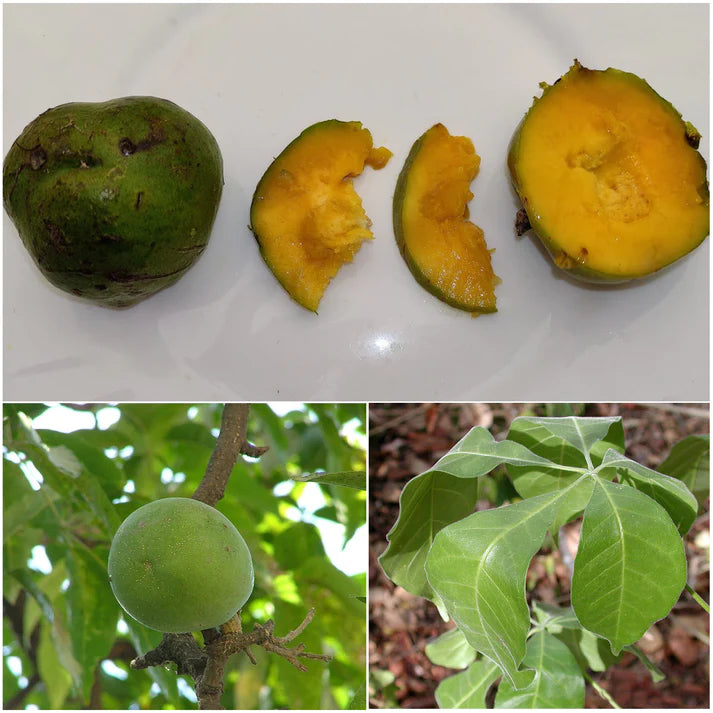 Wooly Leaved Sapote (Casimiroa Tetrameria)