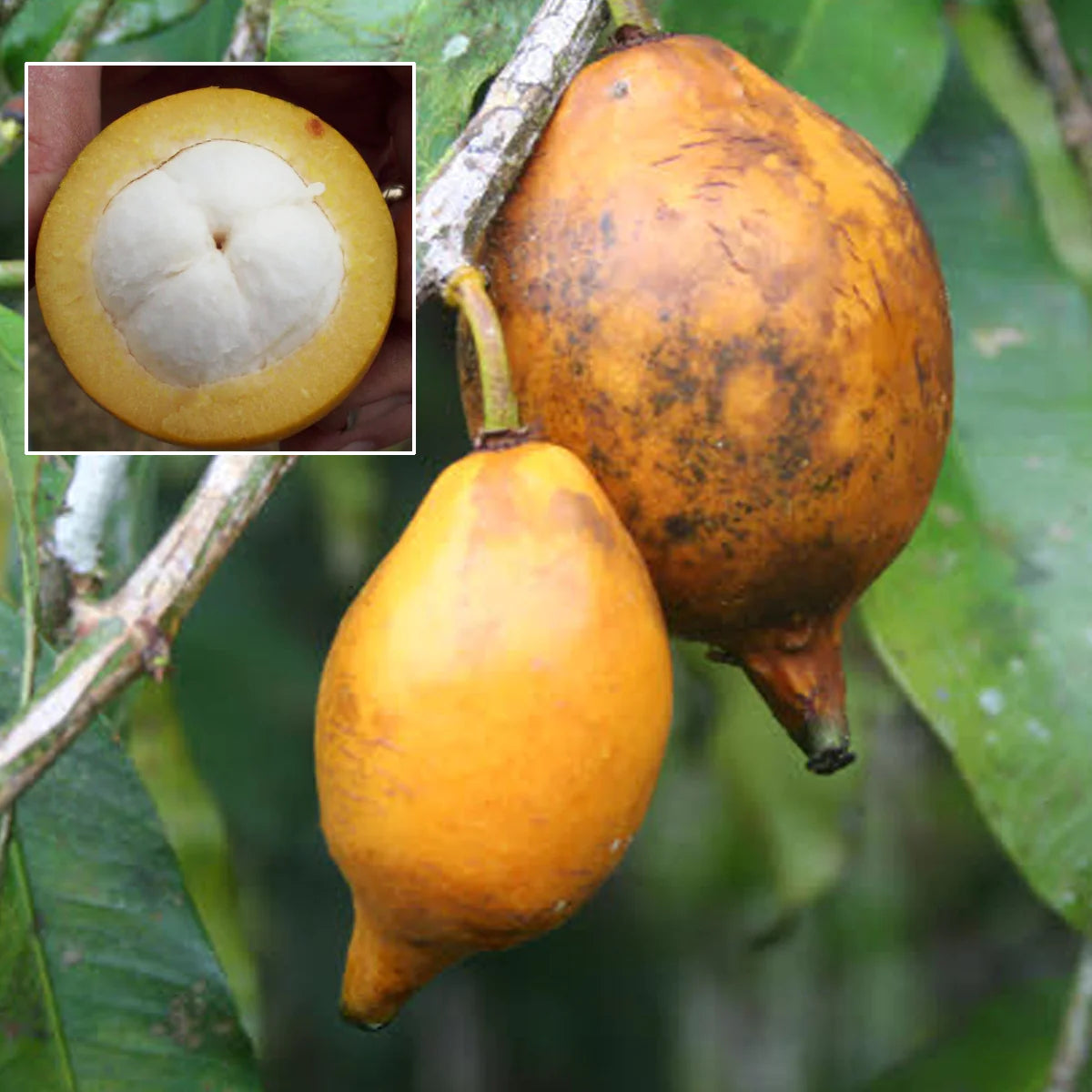 Bacuripari Live Plant (Garcinia Macrophylla)