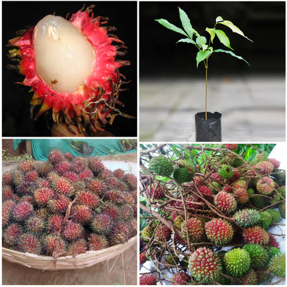 Tadal Fruit Live Plant (Nephelium Ramboutan-ake)