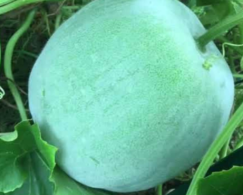 Organic Winter Melon / Medicinal Ash Gourd / Nei Kumbalanga Seeds - Open Pollinated