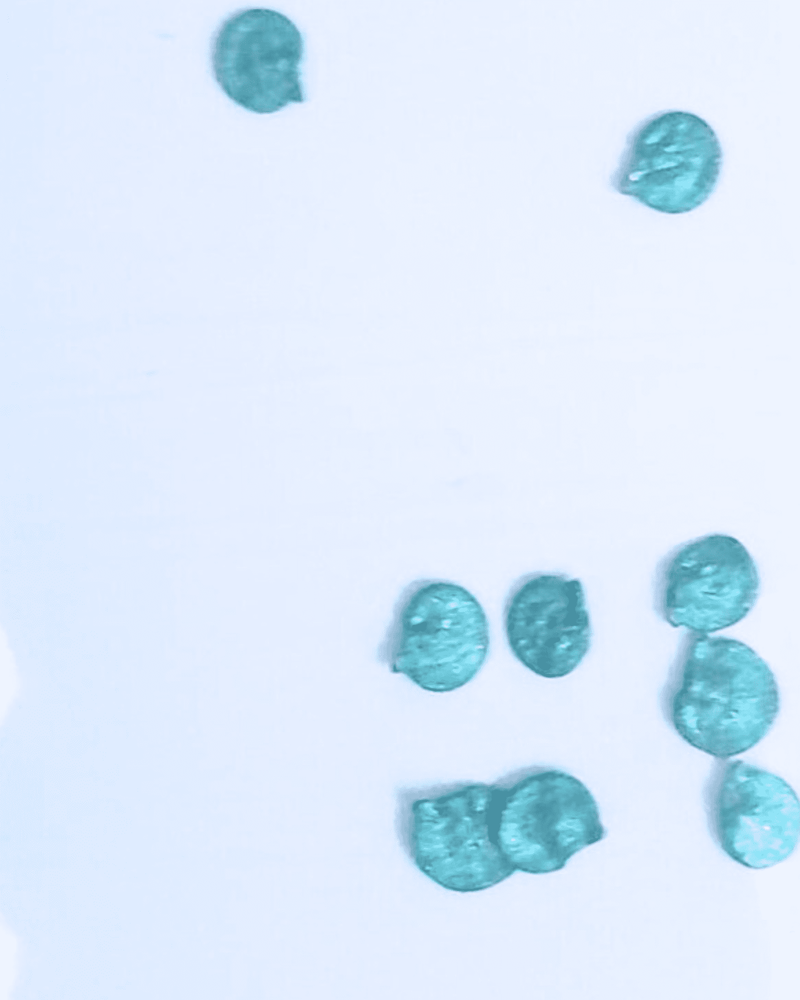 Yellow Capsicum Seeds