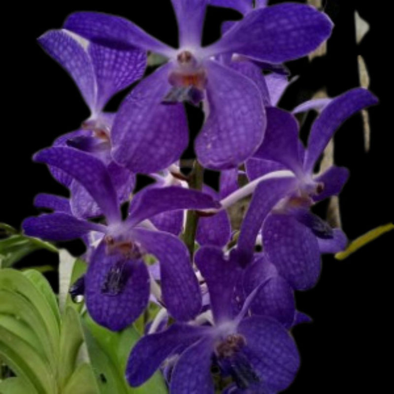 Vandachostylis Prapawan - Blooming Size