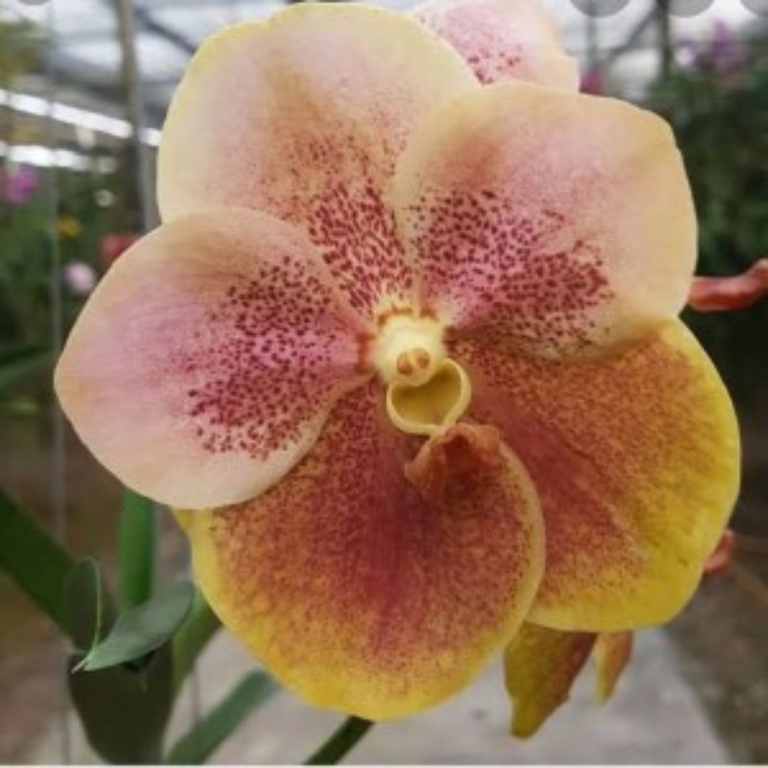 Vandachostylis Renu Gold x Tubtim - Blooming Size