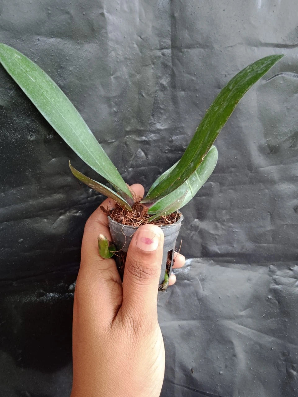 Phalaenopsis Venetian Carnival (Seedling)