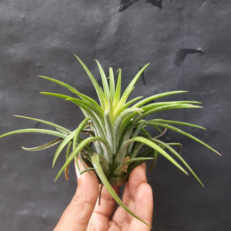 Tillandsia Ionantha Red Blooming Size (Air Plant)