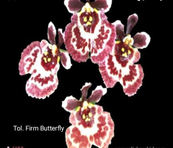Tolumnia Firm Butterfly - Blooming Size