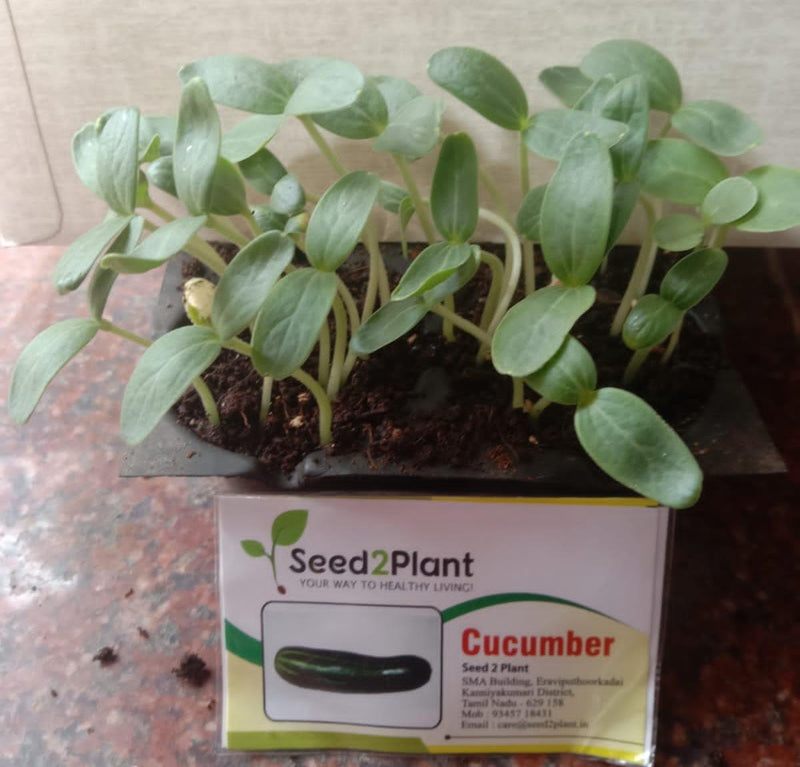 Organic Sambar Cucumber Seeds - Open Pollinated