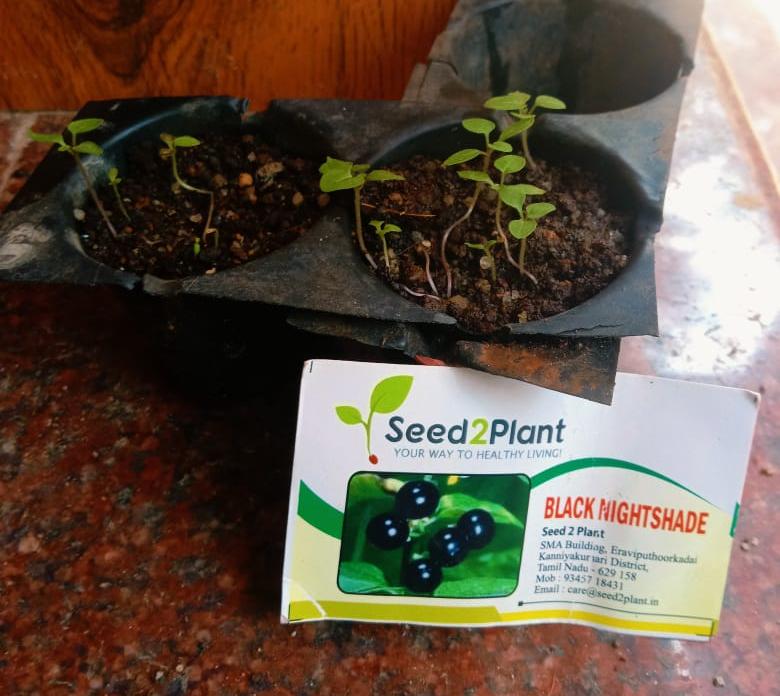 Organic Black Nightshade (Manathakkali) Seeds - Open Pollinated