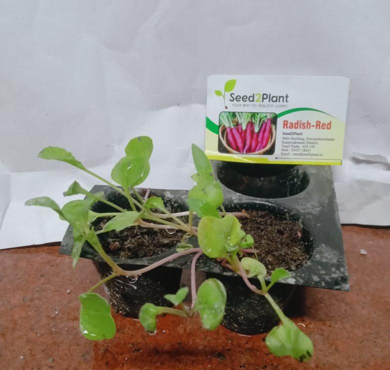 Organic Red Radish Seeds - Open Pollinated
