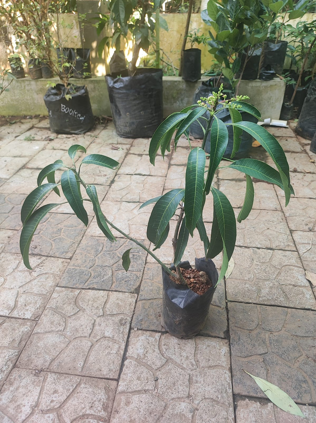 Kottukonam Mango Grafted Live Plant Dwarf Variety