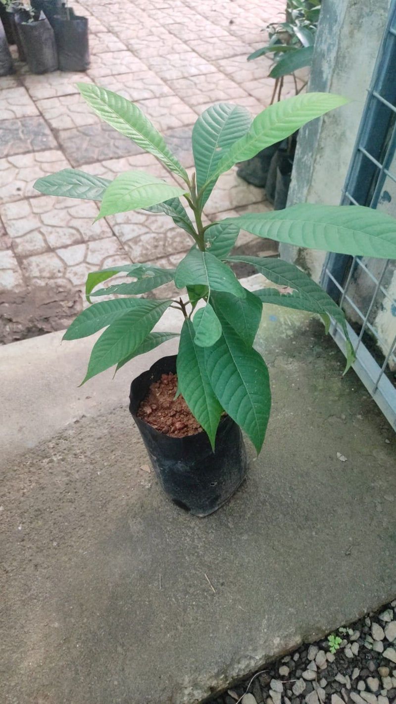 Mamey Sapote Magana Live Plant