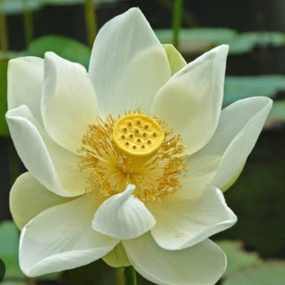 Bowl Lotus White Tuber