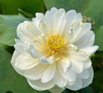 Bowl Lotus White Tuber