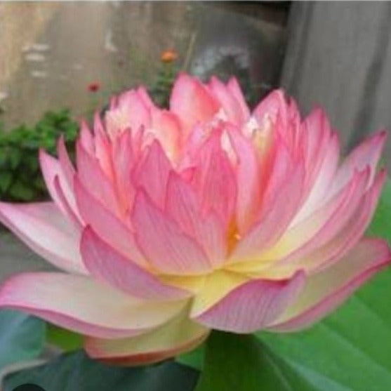 Bowl Lotus Pink Tuber