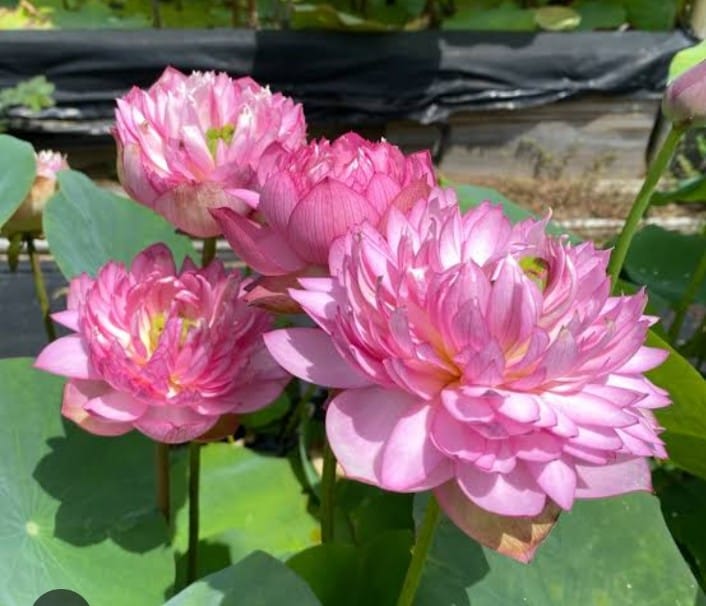 Bowl Lotus Pink Tuber