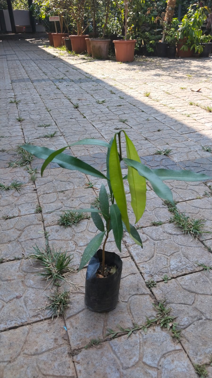 Achachairu Fruit Live Plants (Garcinia Humilis)