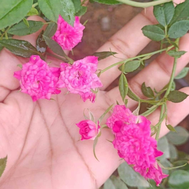 Pink Creeper / Climbing Rose Live Plant