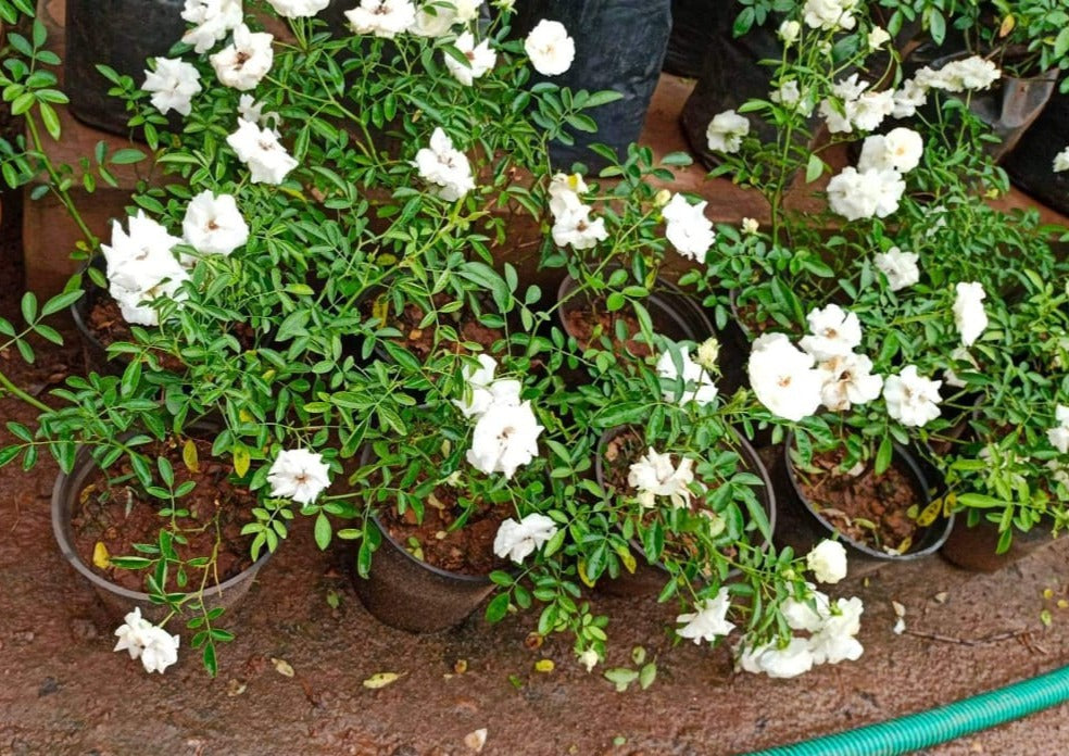 White Rose Grafted Live Plant