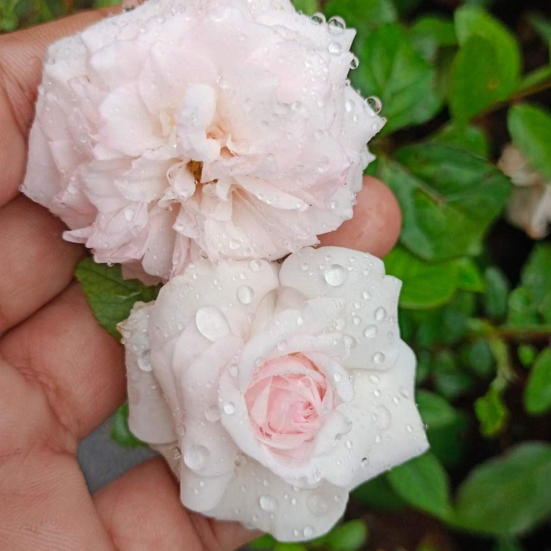 White Button Rose Live Plant