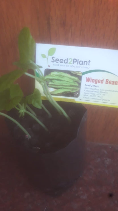 Organic Winged Beans Seeds - Open Pollinated