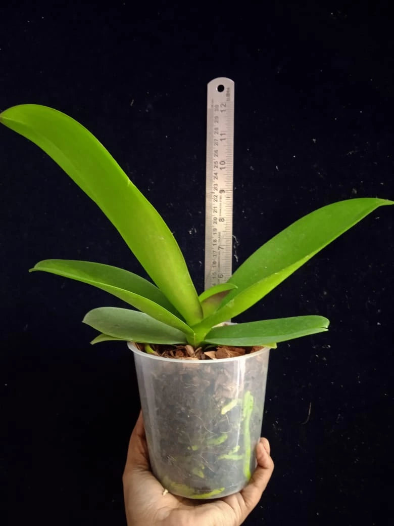 Phalaenopsis Xanadu - Blooming Size