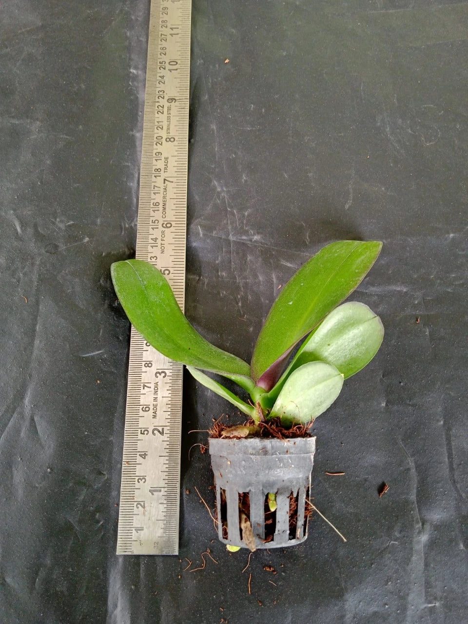 Phalaenopsis Xanadu (Seedling)