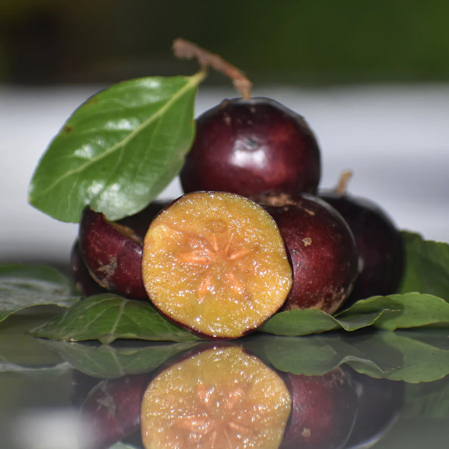 Manila Cherry Live Plant (Flacourtia SP)