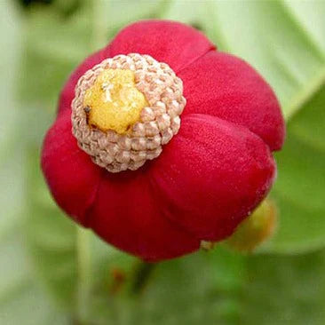 Hairy Brown Uvaria Live Plant (Uvaria Hirsuta Jack)