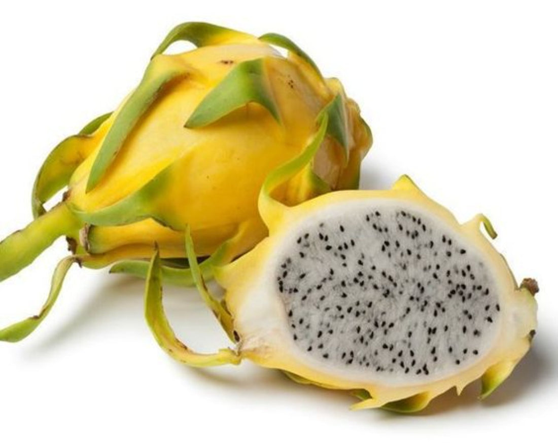 Dragon Fruit Yellow Rooted Plant