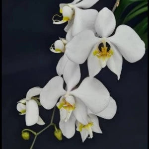 Phalaenopsis Amabilis - Blooming Size