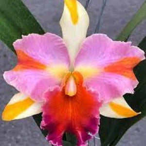 Rhyncholaeliocattleya Amazing Thailand Rainbow - Blooming Size