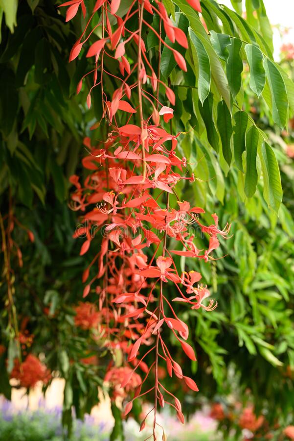 Pride of Burma (Amherstia Nobilis) Simsapa Layered Live Plant