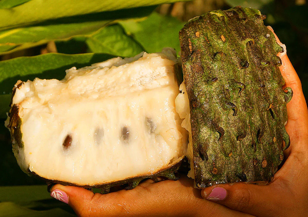 Sour Sop Live Plant (Annona Muricata)