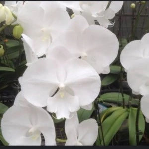 Phalaenopsis Anthura White Big Lip - Blooming Size