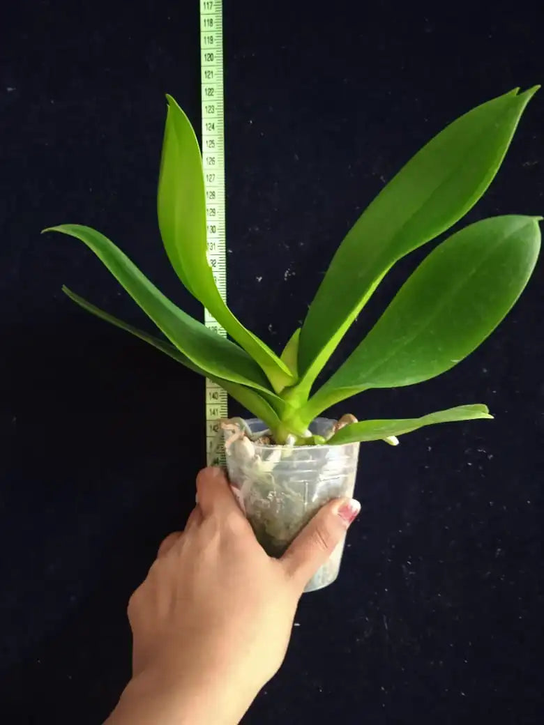 Phalaenopsis Anthura White Big Lip - Blooming Size