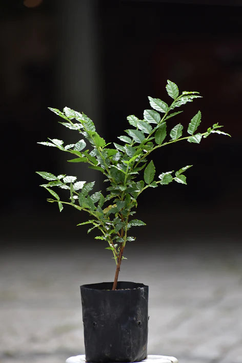 Araca Pera Live Plant (Psidium acutangulum)