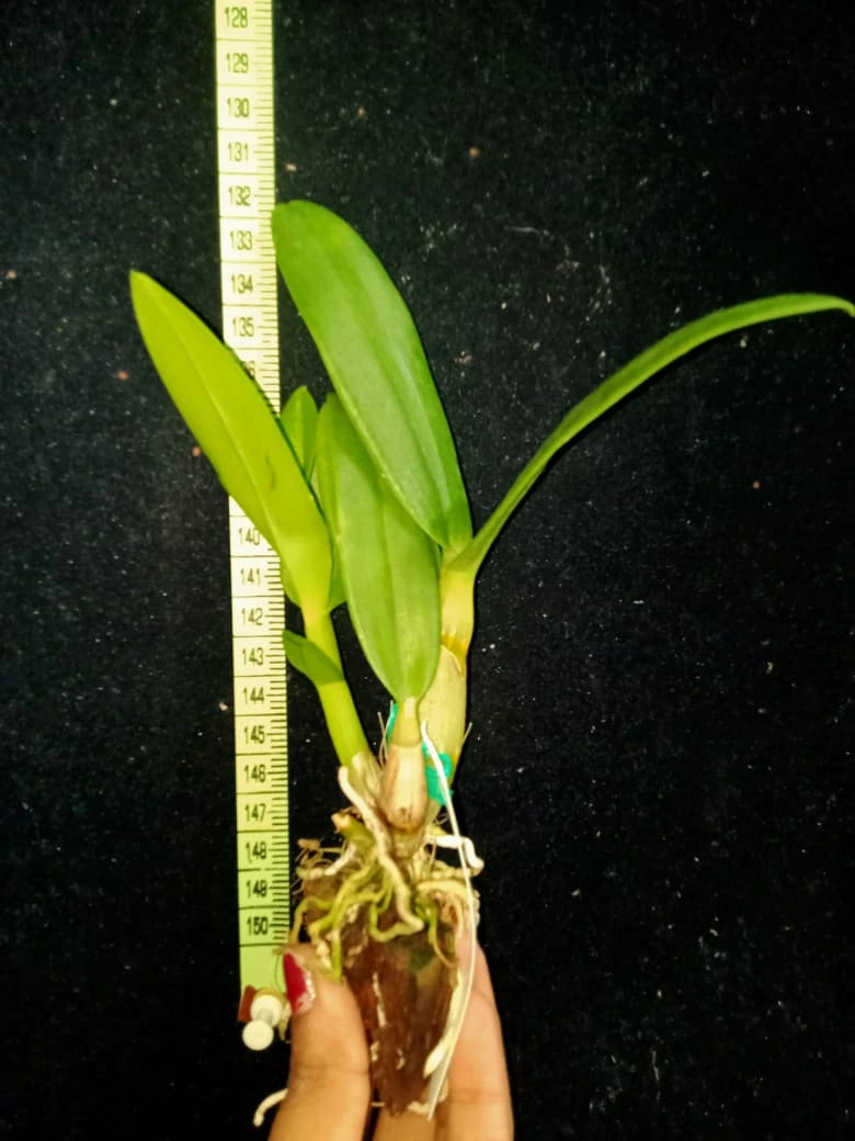 Dendrobium Aridang Green x Burana Stripe (Seedling)