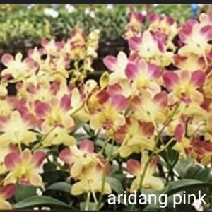 Dendrobium Aridang Pink (Seedling)