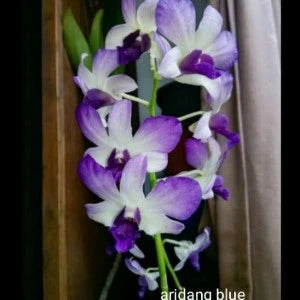 Dendrobium Aridang Blue (Seedling)