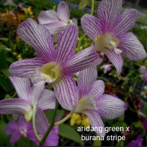 Dendrobium Aridang Green x Burana Stripe (Seedling)