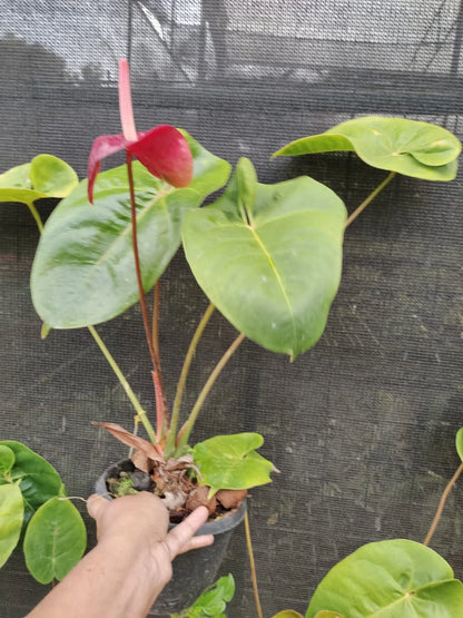 Anthurium Liver Red with Flower
