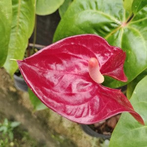 Anthurium Liver Red with Flower