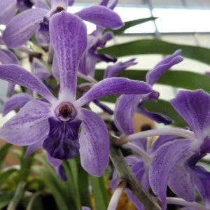 Vandachostylis Azure - Blooming Size