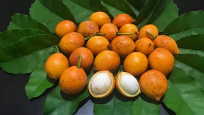 Bacupari Fruit Live Plant (Garcinia Brasiliensis)