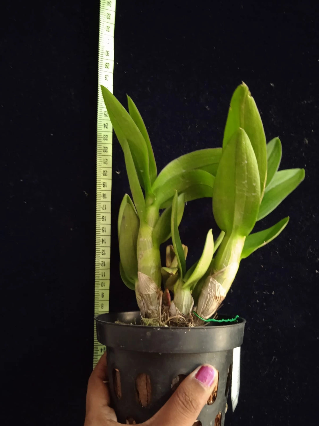 Dendrobium Mini Banyen 3 Lip - Blooming Size